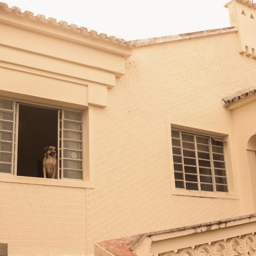 Fotografia da fachada de uma casa e um cachorro observa a rua da janela.